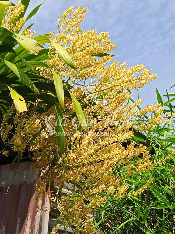 Cây Phát Tài Núi