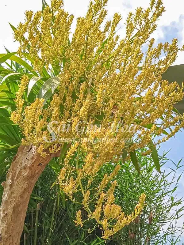 Cây Phát Tài Núi