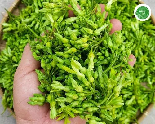 Hoa thiên lý khoe sắc trên giàn