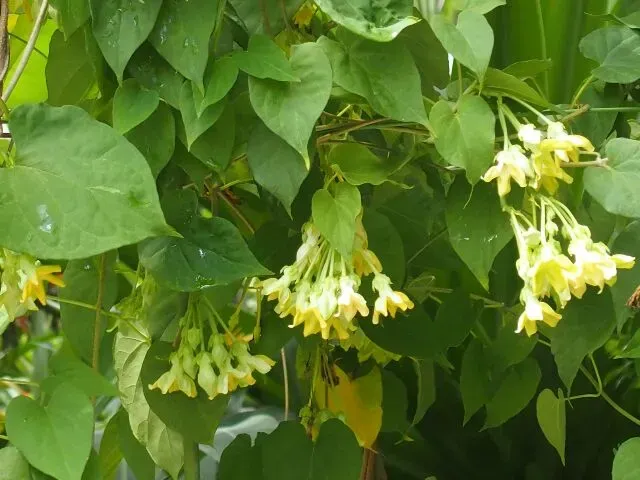 Cuối hạ, dàn hoa thiên lý cùng nhau ngả vàng khoe sắc