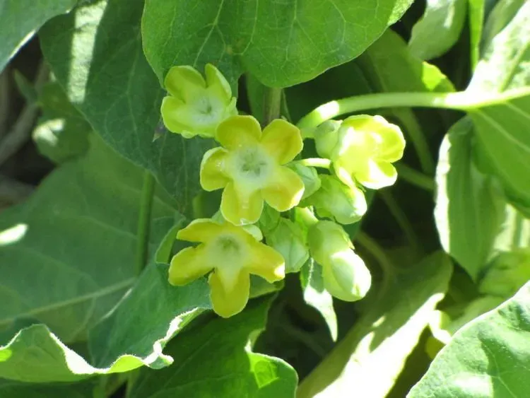 Hoa thiên lý nở theo chùm rất đẹp