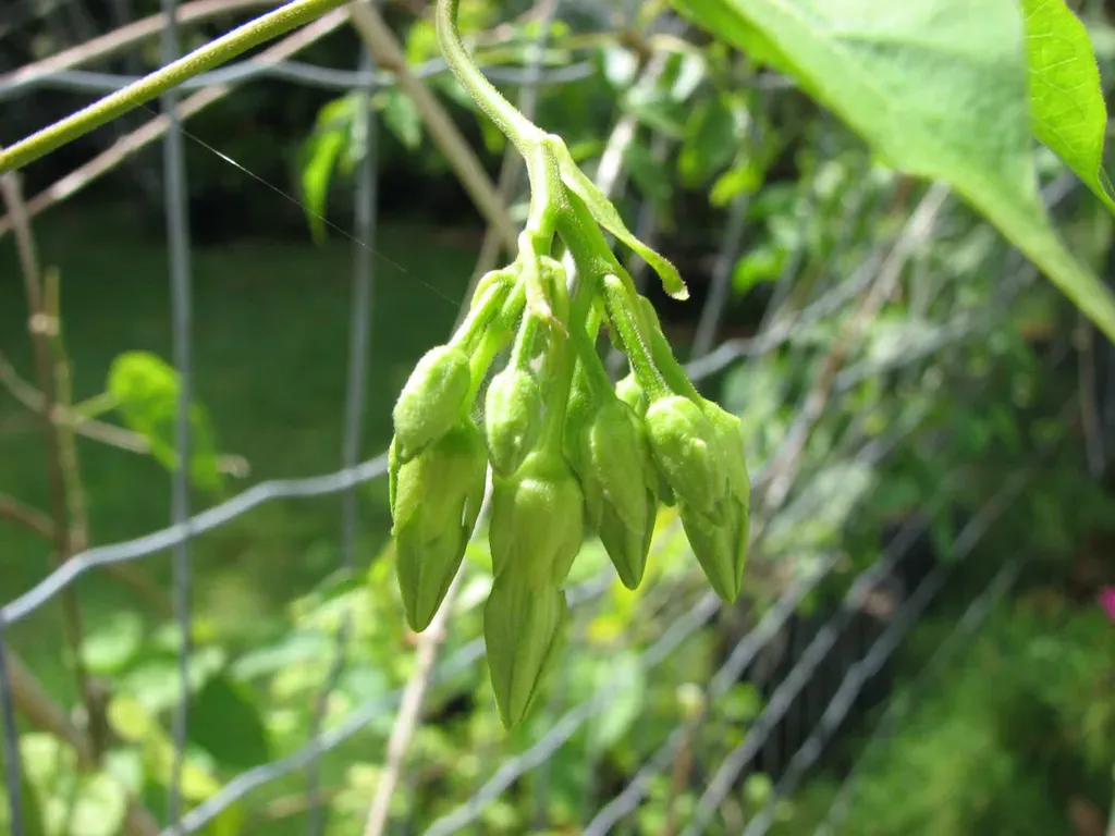 Hoa thiên lý phát triển tại các hàng rào