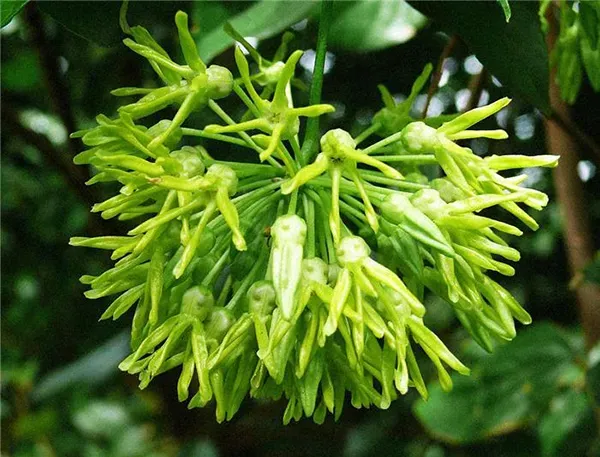 Tác dụng của hoa thiên lý trong tự nhiên