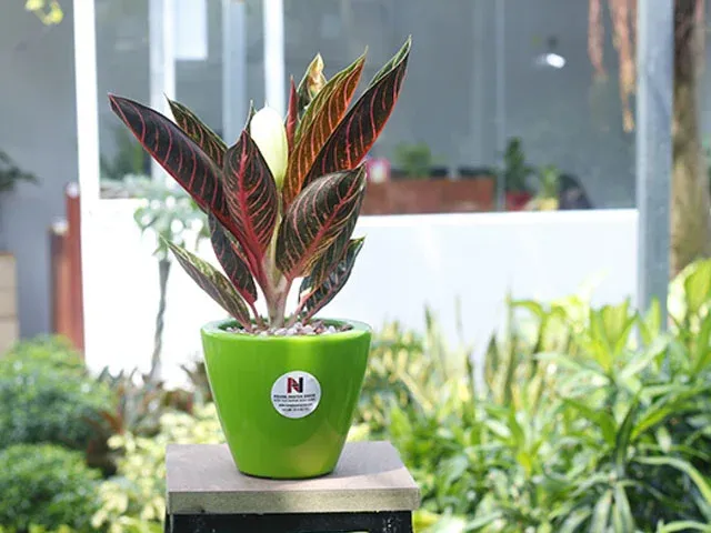 Hoàng Nguyên Green - địa điểm bán chậu cây cảnh đa dạng