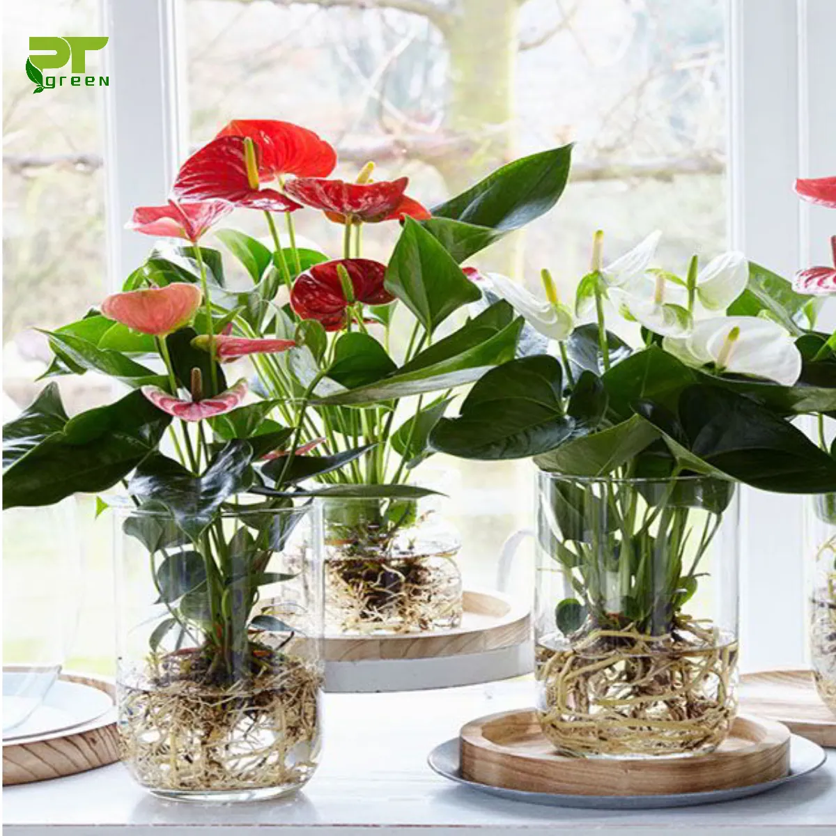 Cây Hồng Môn thủy sinh với lá xanh và hoa đỏ