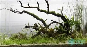 Tình trạng bể thủy sinh sau 3 tuần setup