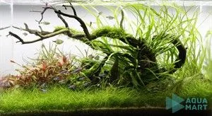 Kết quả bể thủy sinh sau 3 tháng chăm sóc