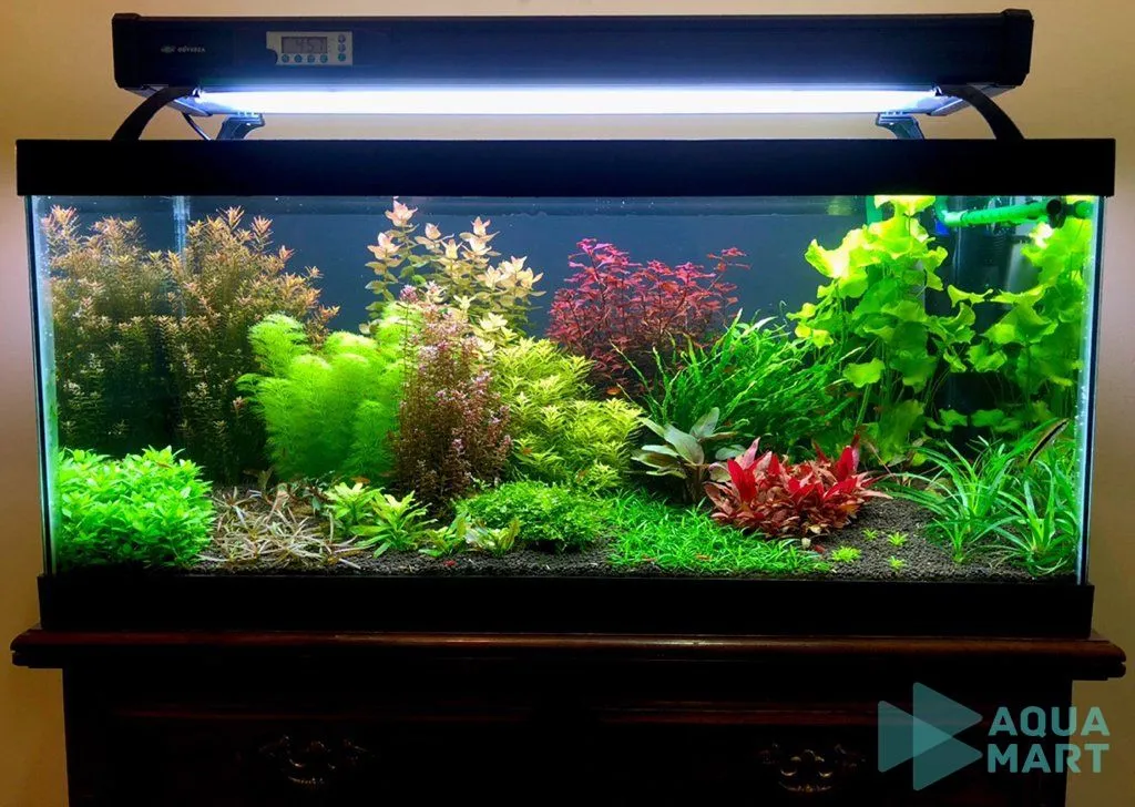 Thời gian bật đèn hợp lý cho bể thủy sinh mới setup