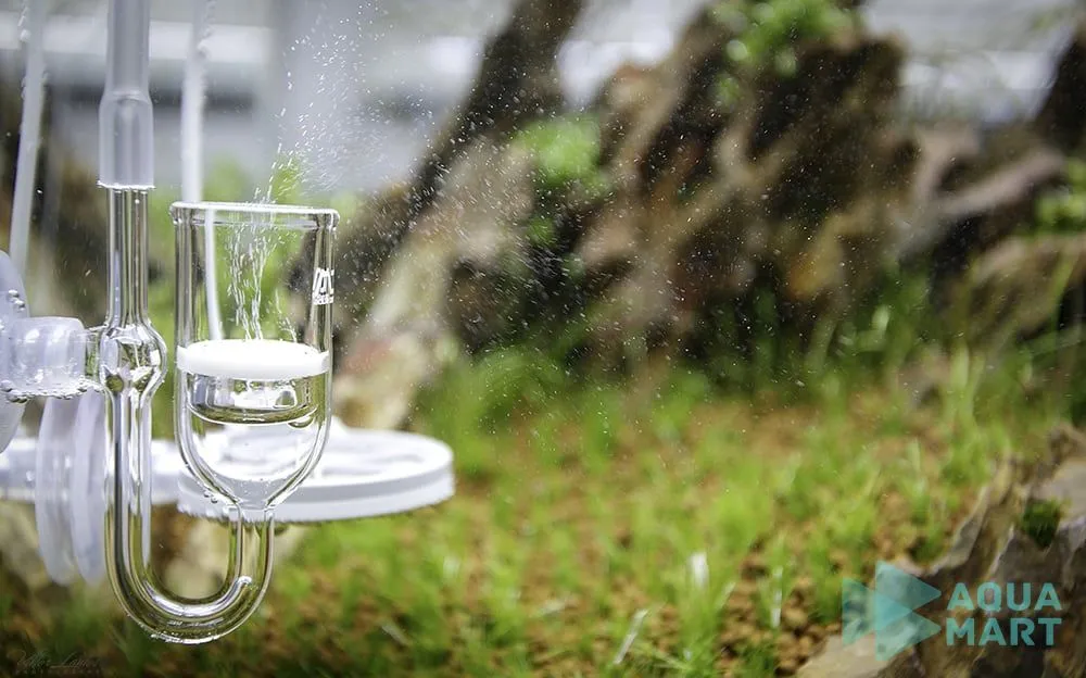 Cung cấp CO2 cho cây thủy sinh phát triển