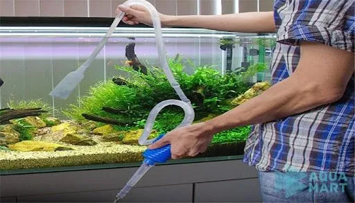 Thay nước định kỳ giúp ổn định môi trường bể thủy sinh