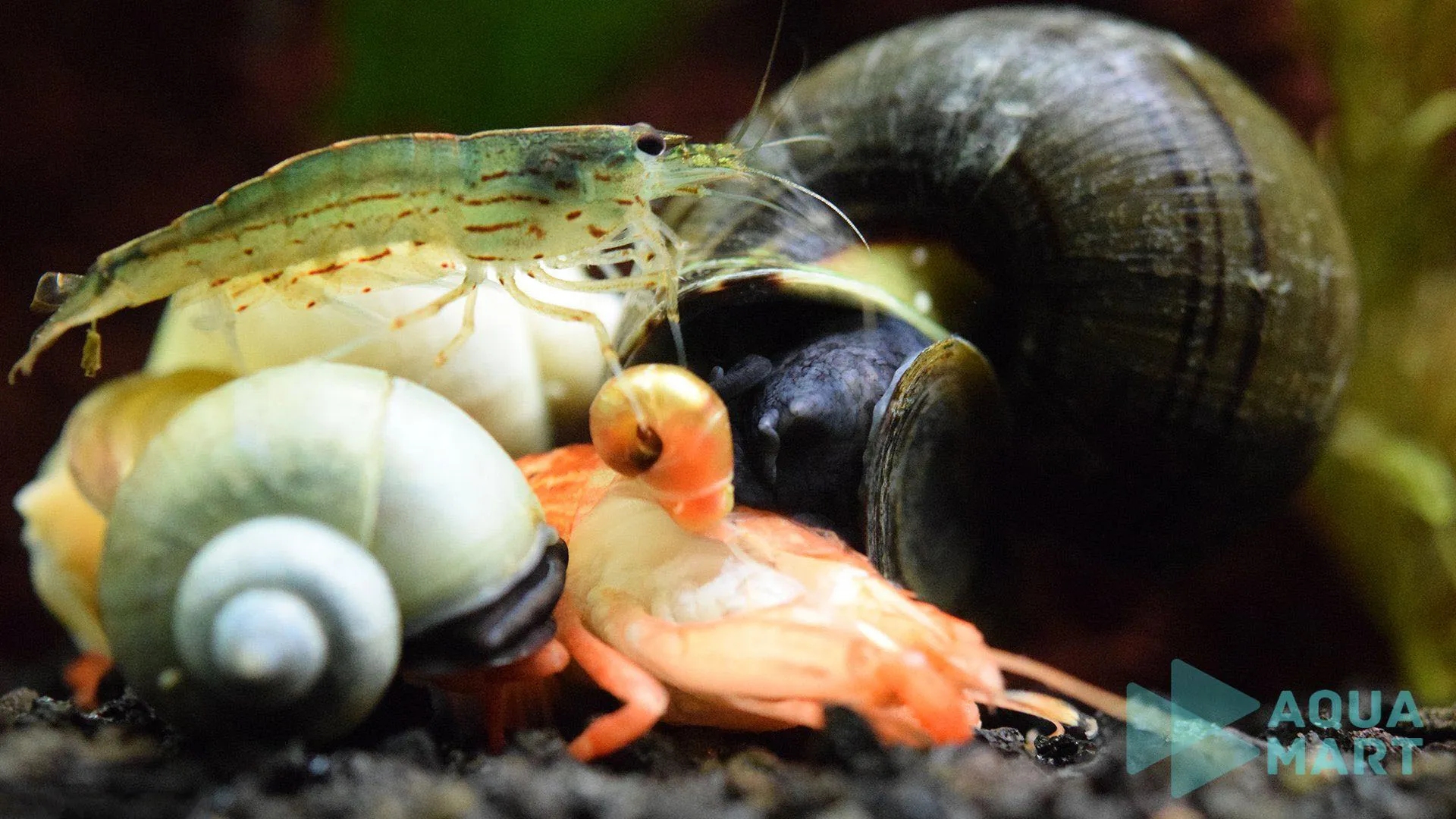 Các loài sinh vật giúp xử lý rêu hại trong bể thủy sinh