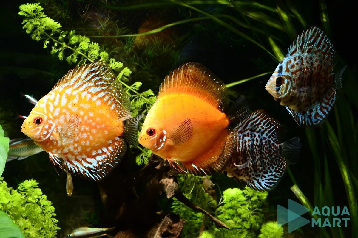 Thả cá vào bể thủy sinh khi hệ sinh thái đã ổn định