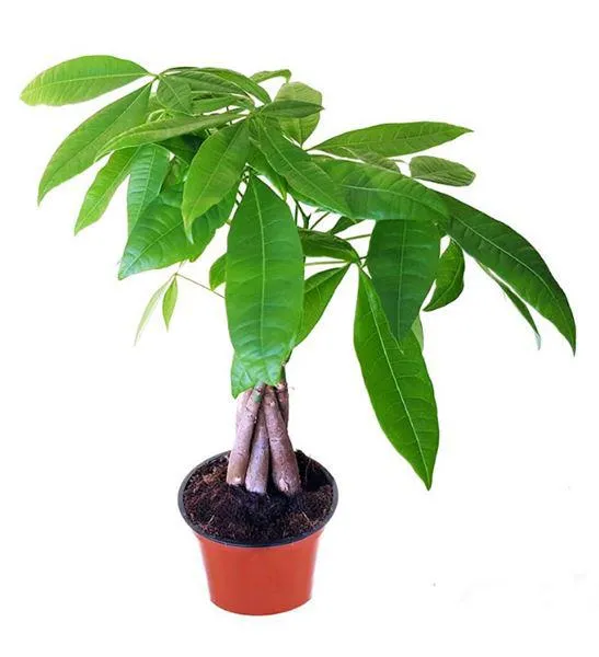 Cây Kim Ngân thường được dùng làm cây cảnh trong nhà, quà tặng