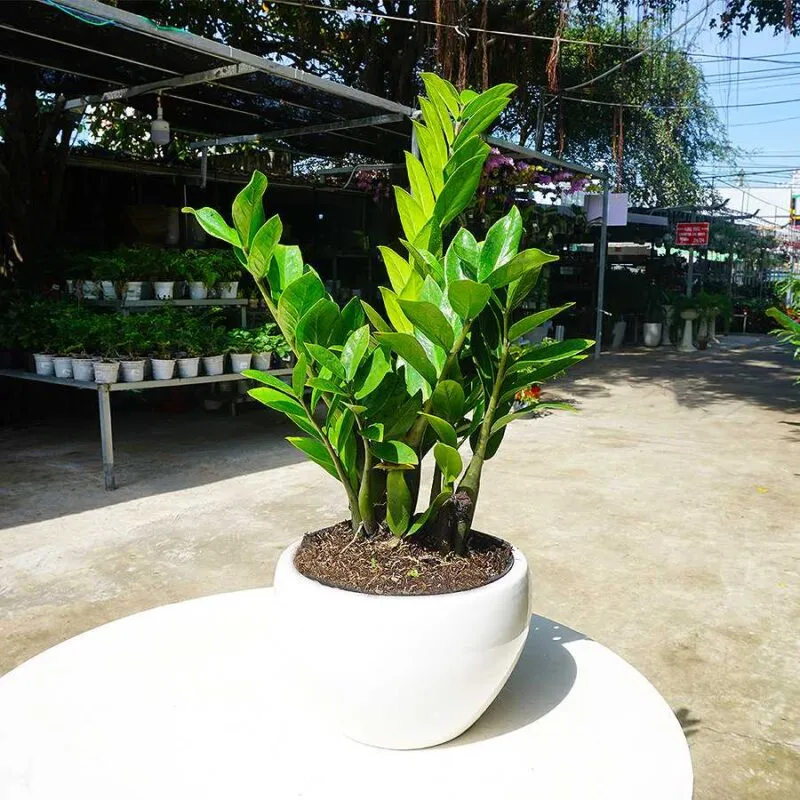 Thỉnh thoảng nên cho cây tắm nắng để cải thiện khả năng quang hợp cũng như giúp cành lá xanh tốt hơn