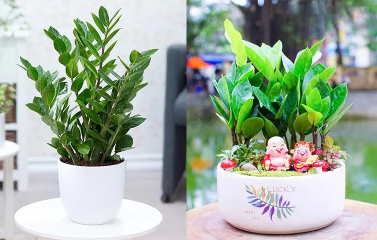 Cây kim tiền là loại cây phát tài phổ biến nhất hiện nay mà chúng ta có thể bắt gặp được ở bất kỳ đâu