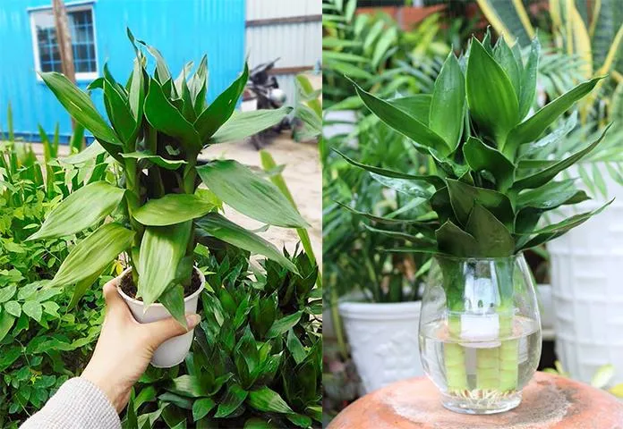 Cây phát tài búp sen có thể được trồng cả trong môi trường đất lẫn thủy sinh