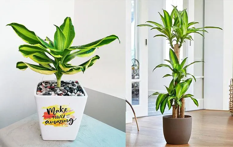 Cây thiết mộc lan có thể sinh trưởng được trong nhà, ngay cả khi trong điều kiện thiếu ánh sáng tự nhiên