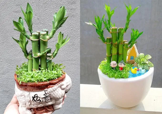 Hình ảnh cây phát tài phát lộc