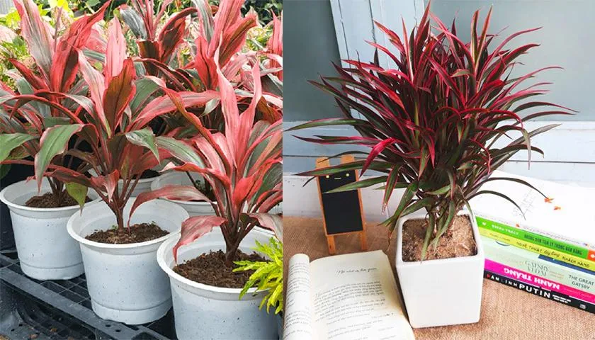 Cây phát tài đỏ là biểu tượng cho sức mạnh và sự ấm áp của mặt trời