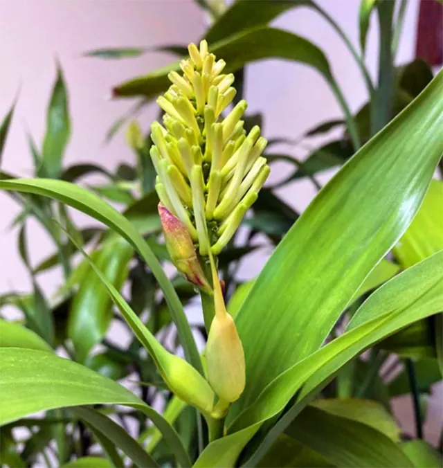 Cây phát tài là gì? Phân loại, ý nghĩa và cách trồng cây ra nhiều lộc - 17