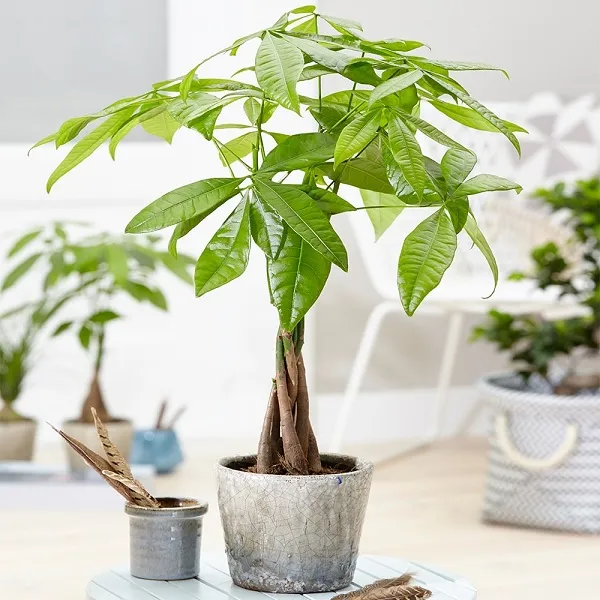 Cây Kim Ngân đặt trên bàn làm việc