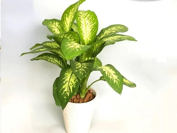 Hình ảnh cây Vạn Niên Thanh