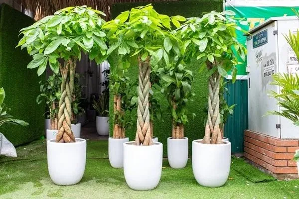 Hình ảnh những cây Kim Ngân phát triển xanh tốt và cao lớn