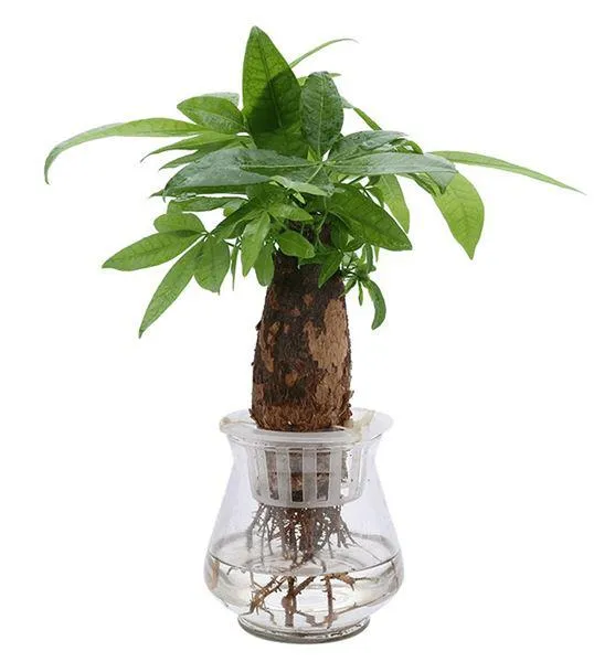 Cây Kim Ngân trồng thủy sinh