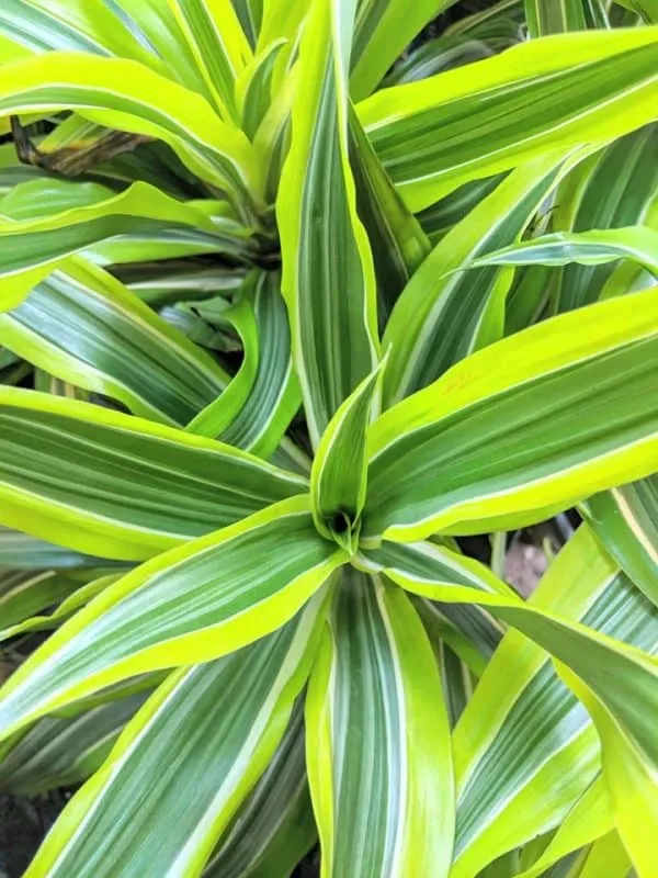 Trước khi có ý định trồng cây, bạn cần hiểu rõ loại cây đó có tốt hay không, có chứa độc tố gì không nhé