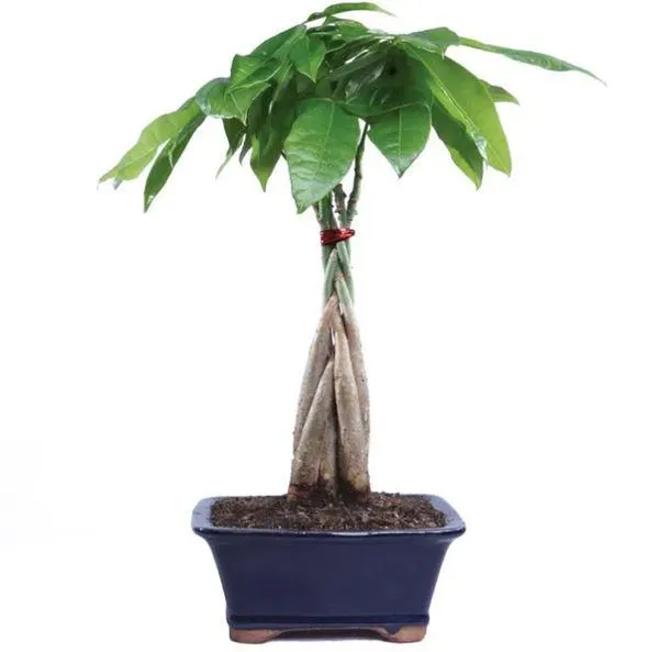 Tạo thế cho cây Kim Ngân xoắn vào nhau khi trồng trong chậu đất