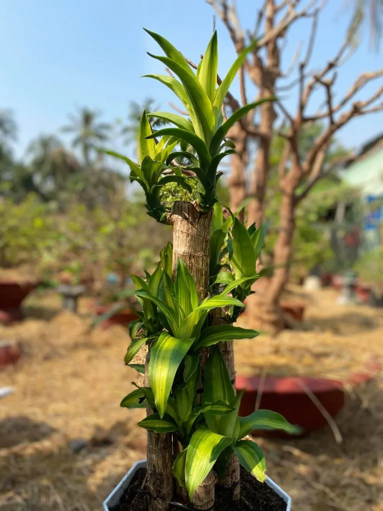 Cây phát tài đỏ mang nhiều ý nghĩa phong thủy tốt đẹp