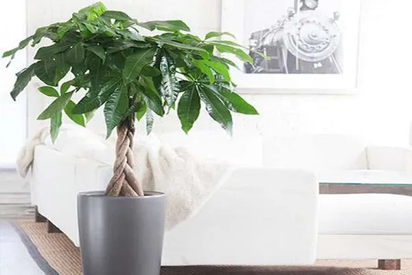 Hình ảnh cây Kim Ngân trồng trong nhà nhỏ nhắn, đẹp mắt