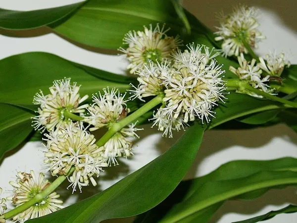 Cây phát tài là gì? Phân loại, ý nghĩa và cách trồng cây ra nhiều lộc - 18