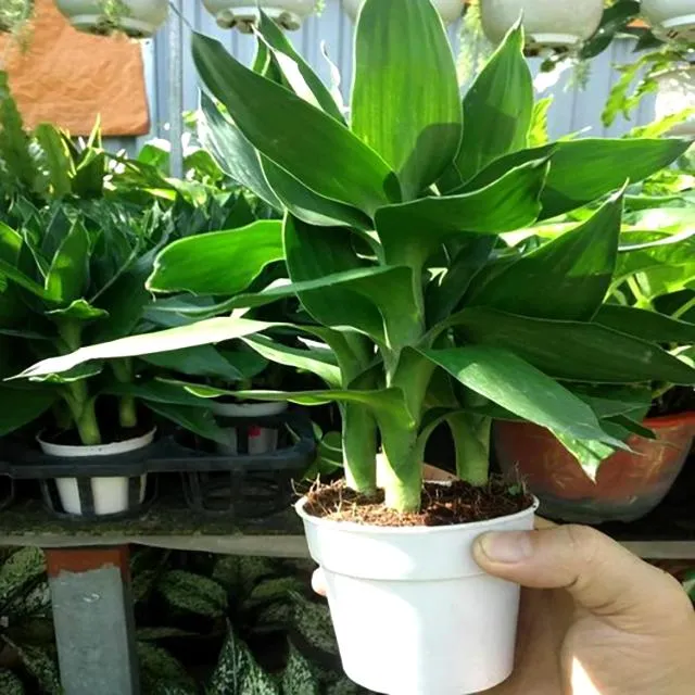 Cây phát tài trồng trong đất