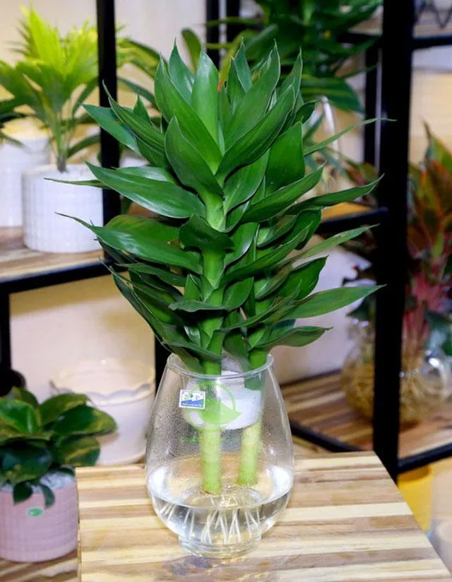 Cây phát tài trồng thủy sinh