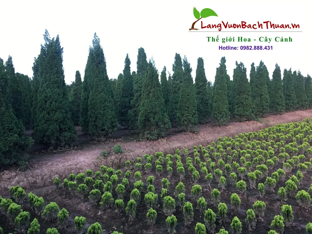 Cây tùng tháp với dáng vẻ cao ráo, trang nghiêm