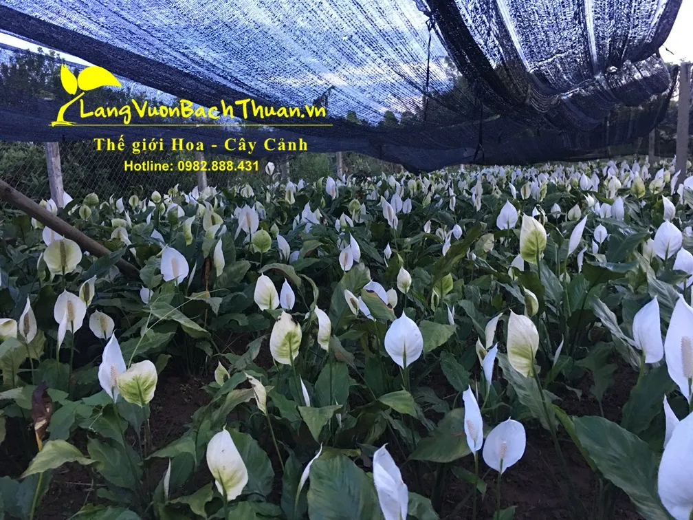 Vườn cây cau vua xanh mướt, cao vút tạo điểm nhấn cho không gian