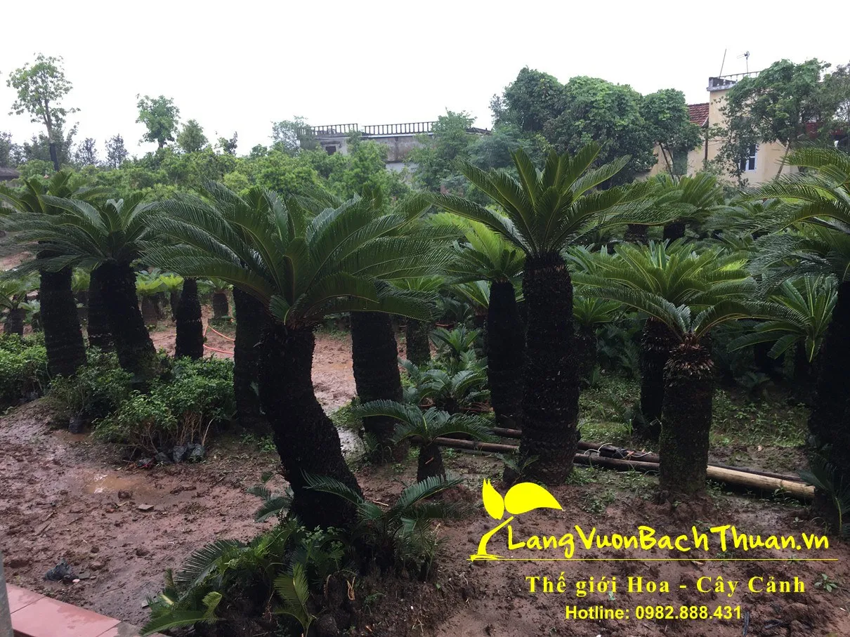 Cây vạn tuế cổ thụ với dáng vẻ uy nghiêm, vững chãi