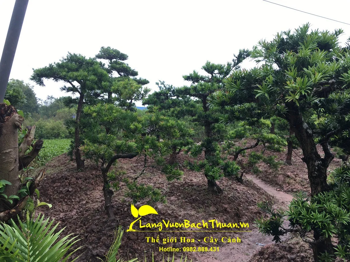 Vườn cây tùng la hán được chăm sóc cẩn thận, phát triển khỏe mạnh