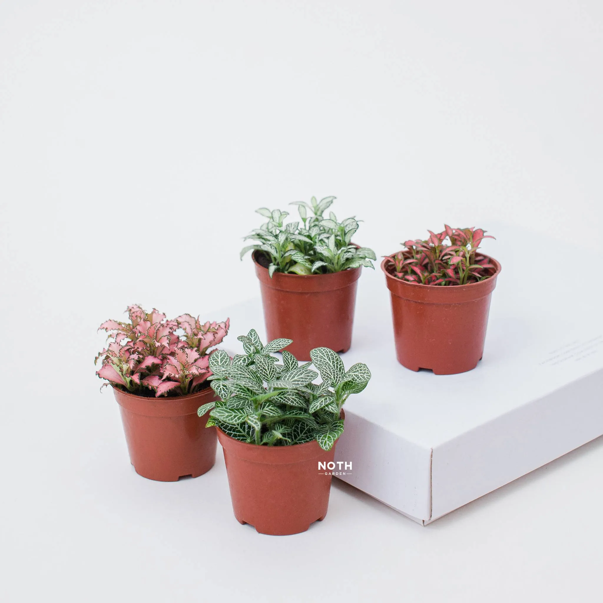 Chậu cây Fittonia được chăm sóc tốt, lá xanh tươi