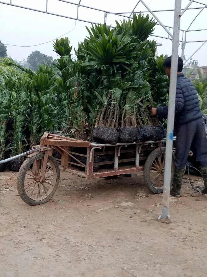 Khu vực trồng trúc mây xanh tốt, tạo không gian yên bình