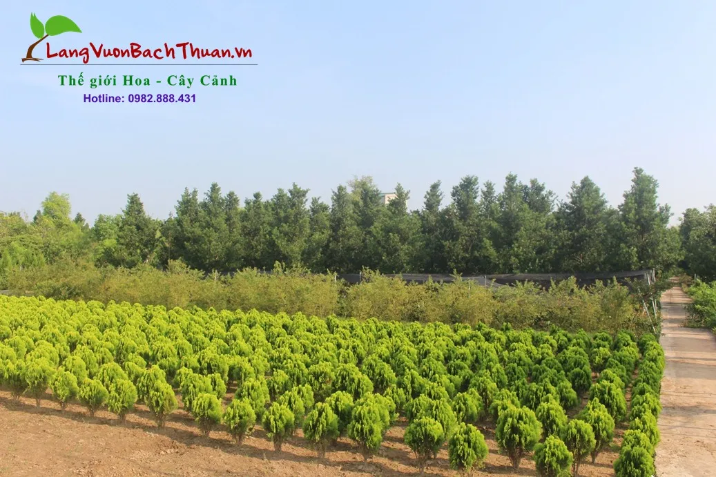 Vườn cây tùng xanh mướt, đa dạng về kích thước