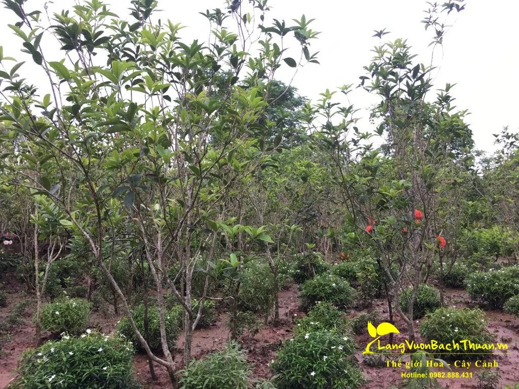 Cây mộc hương với những bông hoa nhỏ xinh và hương thơm quyến rũ