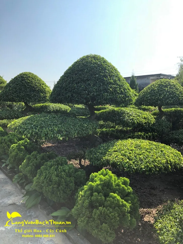 Những gốc cây sanh cổ thụ với hình dáng độc đáo, ấn tượng