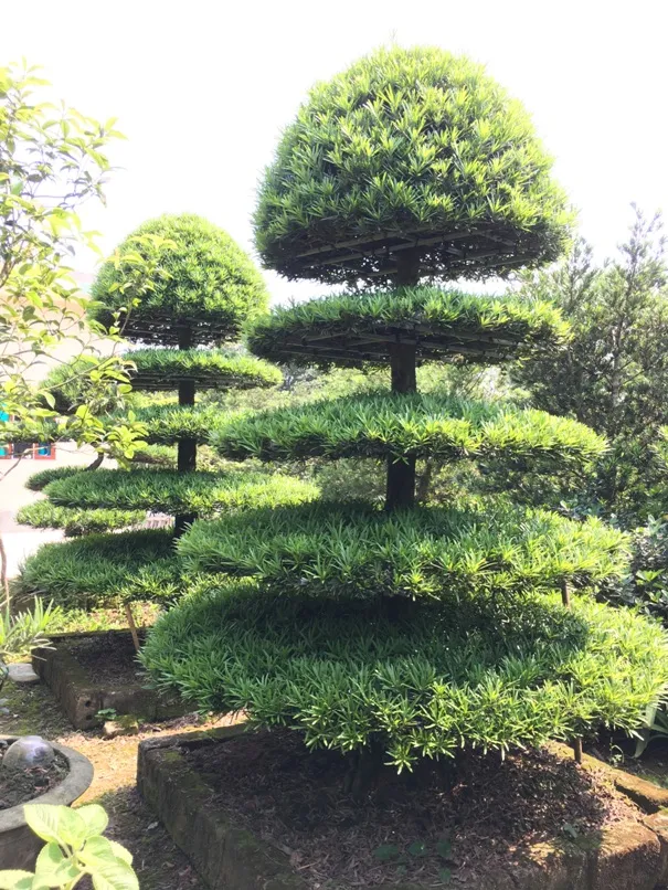 Cây tùng la hán với thế đẹp và tán lá xanh mướt tại nhà vườn Bách Thuận