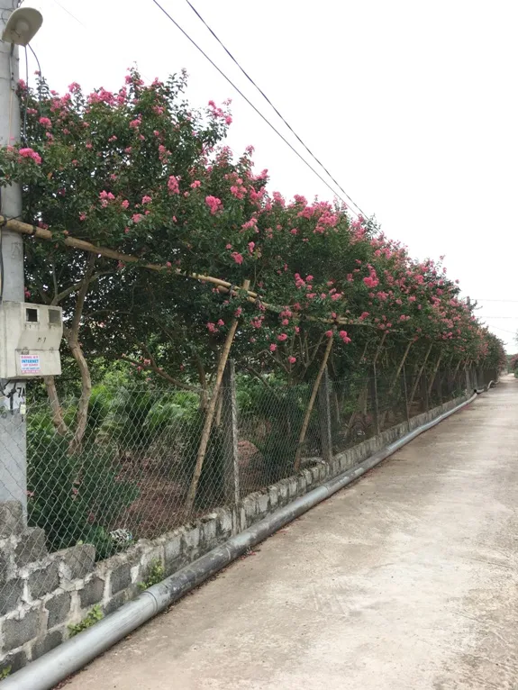 Cây tường vi với hoa nở rực rỡ, tạo điểm nhấn màu sắc cho cảnh quan