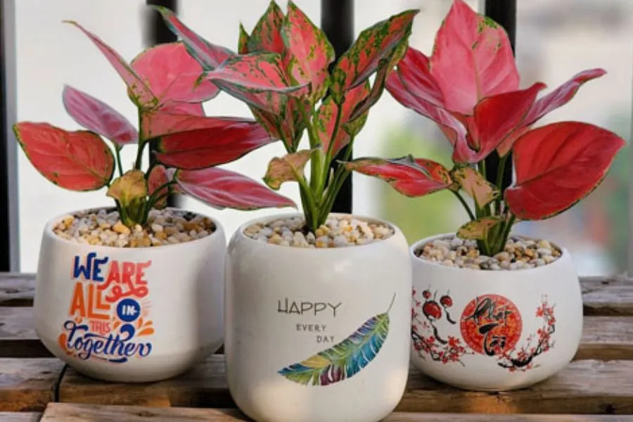 Không nên đặt chậu Vạn Lộc trên bàn làm việc có nhiều thiết bị điện tử.