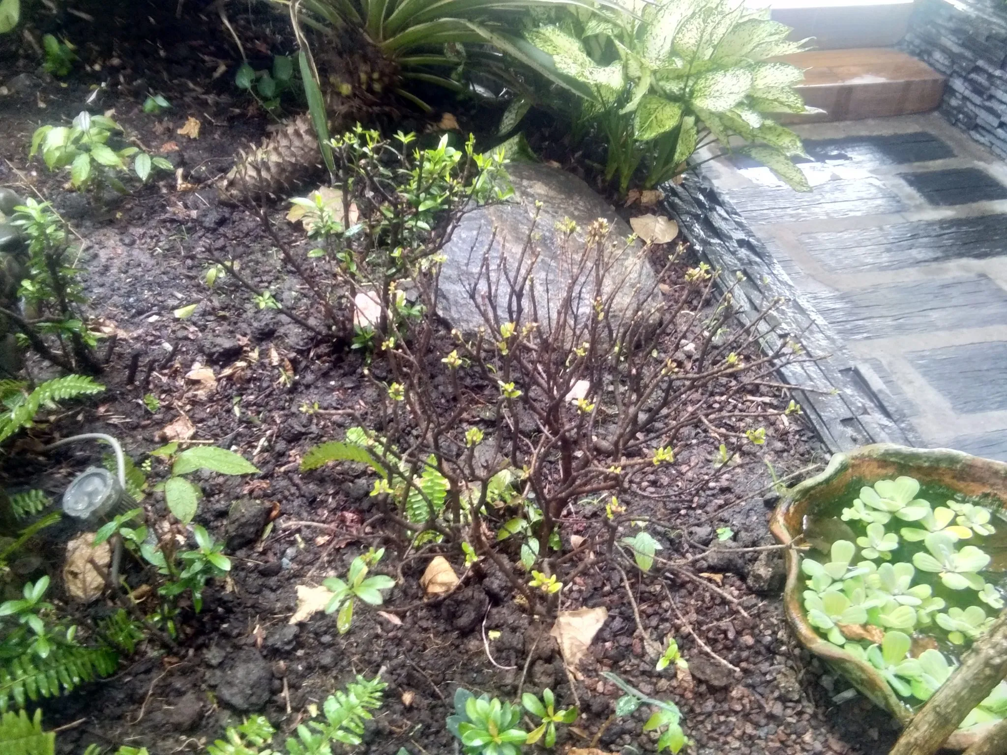 Kích rễ cây yếu