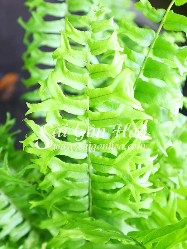 Cận cảnh lá dương xỉ đuôi cá với hình dáng giống đuôi cá, độc đáo và sinh động.