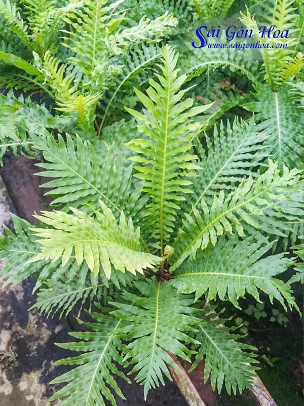 Cận cảnh vẻ đẹp của cây dương xỉ khủng tước với tán lá xòe tròn đều đặn.